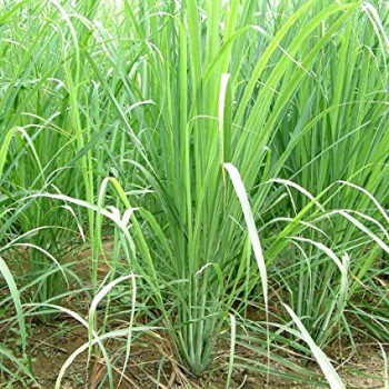 Lemongrass (Cymbopogon)